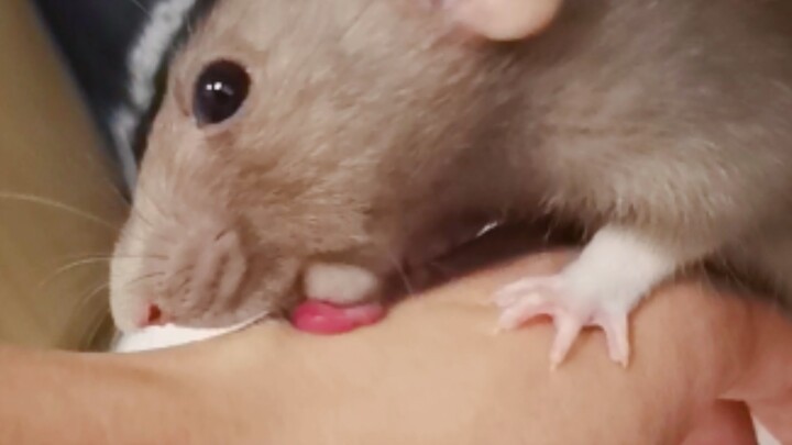 Dừng lại, đừng liếm nữa, lớp sừng trên da cũng bị mày liếm hết rồi!