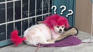 《动物迷惑行为大赏103》