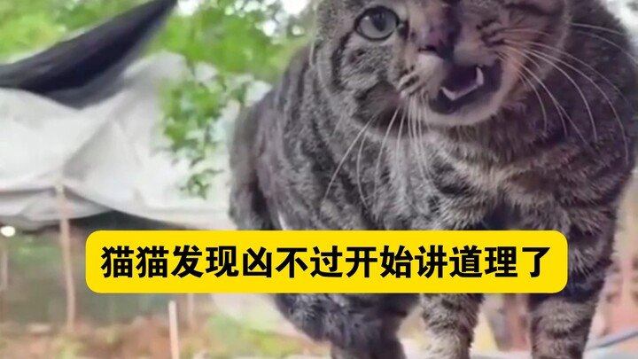 Kucing yang tadinya garang kini mulai berbicara dengan akal sehat