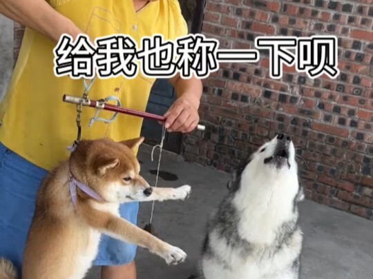 ชั่งน้ำหนักหมาดูสิว่ากี่กิโล?