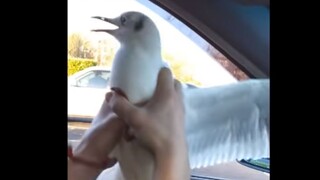 Seagull: Mom, you don’t have to leave dinner for me.