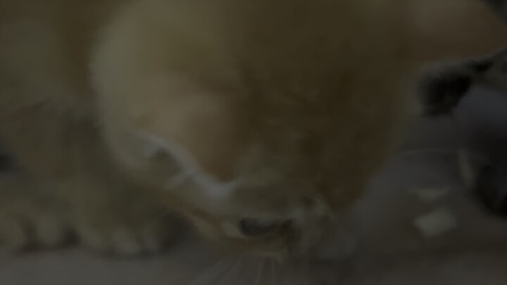 Kucing kedekut