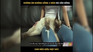 Không Ăn Uống 2 Năm Mà Vẫn Sống, Con Mèo Siêu Mặt Dày