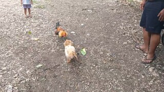 white gold vs pumpkin hatch