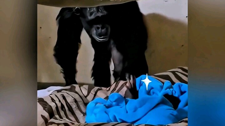 Tinh tinh tưởng rằng đứa con mới chào đời đã qua đời, nhưng khi được con người cứu giúp và đoàn tụ… 