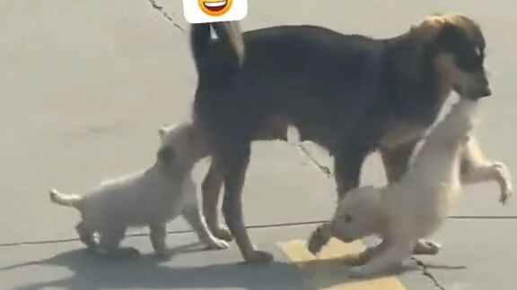 Ang cute nila doogie