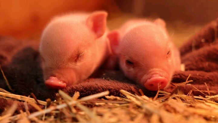 【ที่นี่มีแต่ลูกหมูน้อย】ลูกหมูเพิ่งเกิดมา น่ารักสุดๆ~