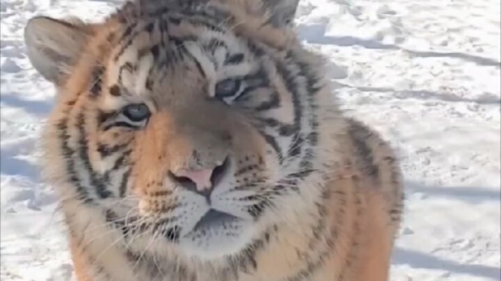 "Full of Vigor Like a Tiger"