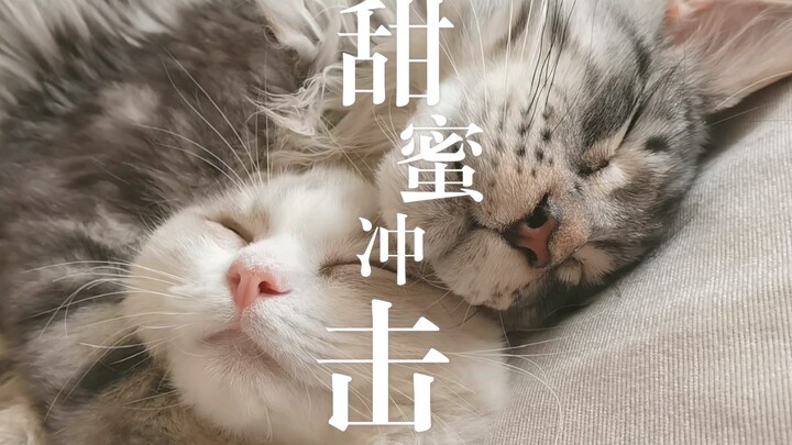 A Sweet Clash Between Ragdolls and Maine Coons!