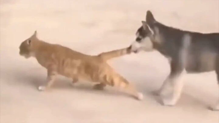 Cats don’t hate dogs for no reason.
