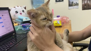 Tìm hiểu tính cách của bé mèo Golden NY25 tên Pum