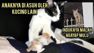 Aneh Tapi Nyata Induknya Sering Pergi Anaknya Di Susuin Kucing Lain Karena Kehausan..!