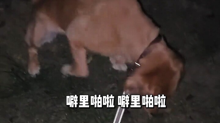 Dog: How am I supposed to hold my head high from now on?