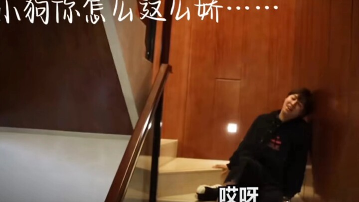 [院长 Xiaochao / Jiaojiao] Puppy, why are you so… delicate?