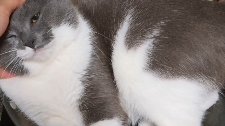 You can stir-fry cat food like this too? What kind of logic is that...?