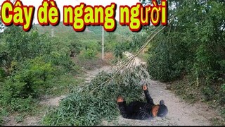 Đi Rừng Đại 87 Bất Ngờ Bị Cây Đ.è Ngang Người Vì Gió Bão | Đại TV