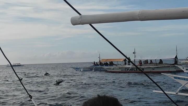 Dolphins