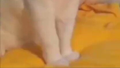 แมวท่อระบายน้ำเยอรมันใช่ไหม?