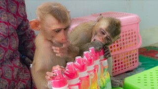 Milk Time!! Little adorable Toto & Yaya are very happy when seeing a lot of milk in front of them.