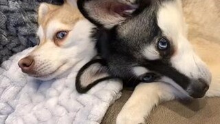 What do you love about your dog? topdog internationaldogday tiktokdogs kleekai alaskankleekai