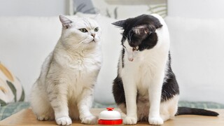 Who would have thought that the small bell training would produce two big cats, Crouching Dragon and