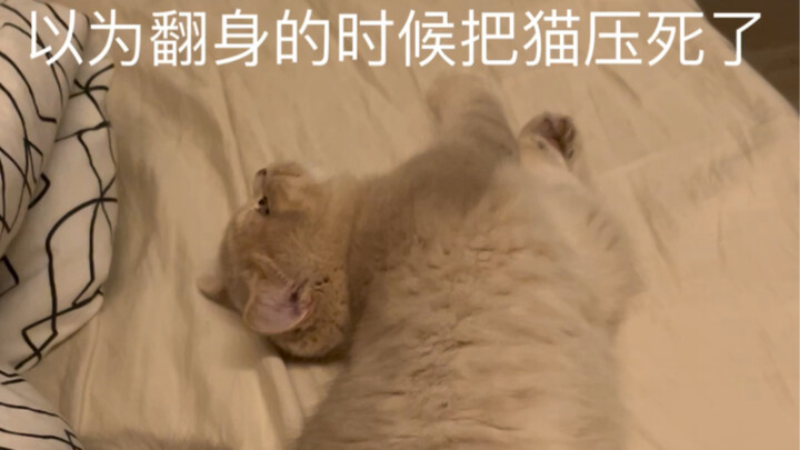 Shit! I thought I had killed the cat by rolling over in my sleep!