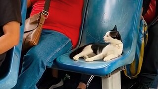 Meow on the Move: Funniest Cat and Human Video 2023😱