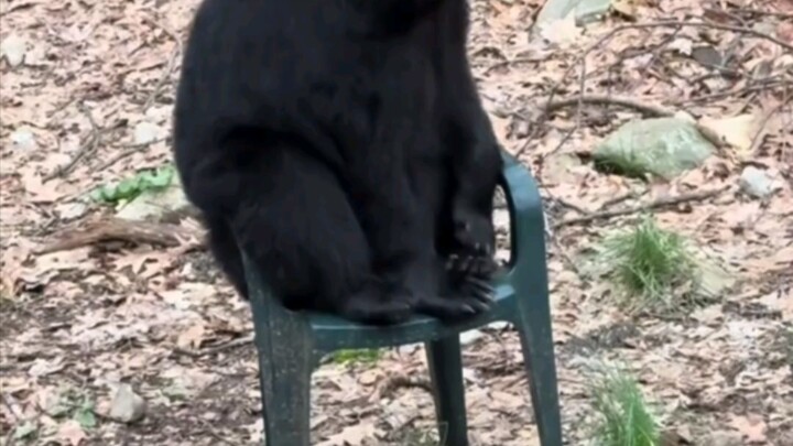 A black bear gets knocked flying by an oncoming car while crossing the road—then a kind foreign girl