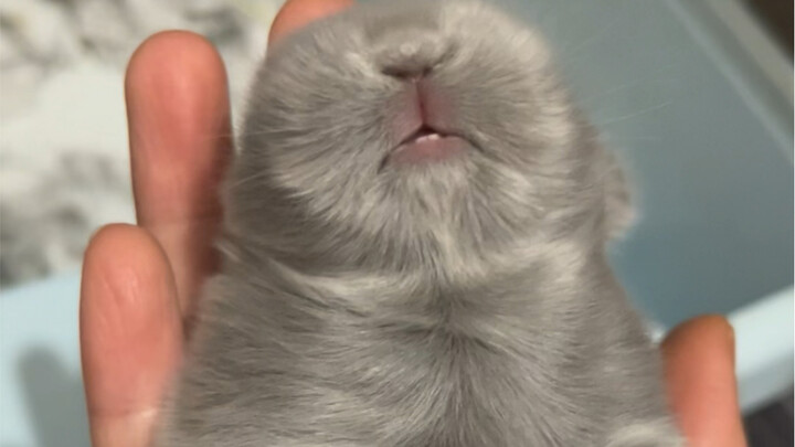 Who the hell would buy our bunny!