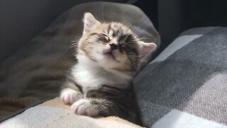 Kucing kecil tidak perlu bekerja kok