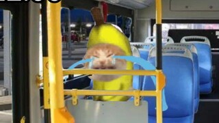 The cats went to the amusement park but forgot Banana Cat on the bus...