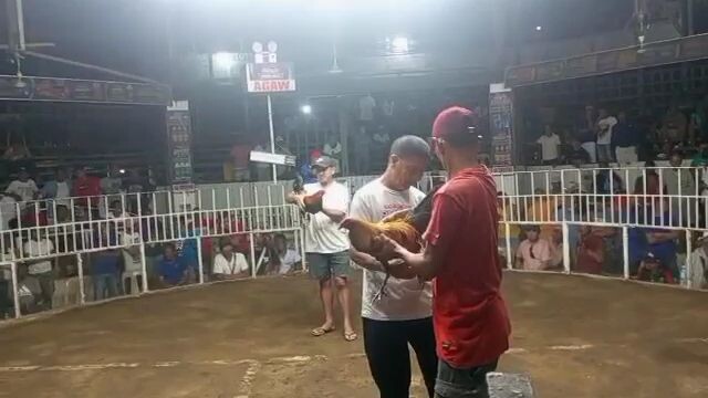 3 cock Feb 11 entry Diablo 2nd fyt win