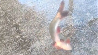هل هذه هي السمكة الأكثر تمردا؟