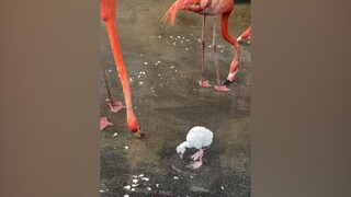 In case you haven't seen a baby flamingo, these little furry ones have so much fun playing in the wa