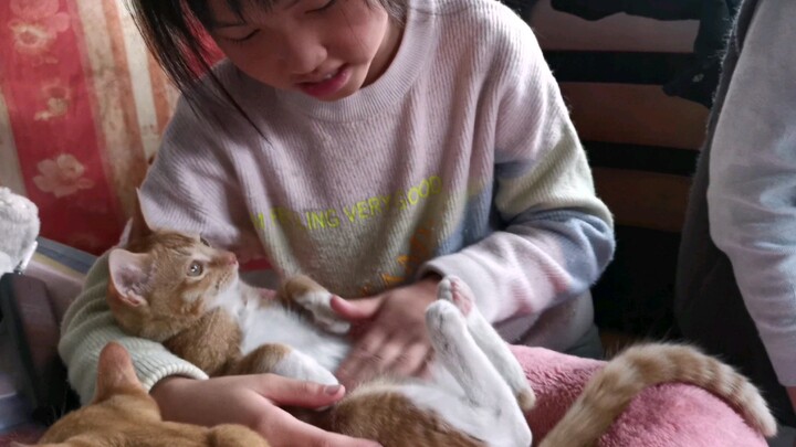 แมวที่บ้านของคุณให้ลูบพุงได้นานแค่ไหนเหรอ? ฉันดูพี่มันถูกลูบนานมากแล้วนะ