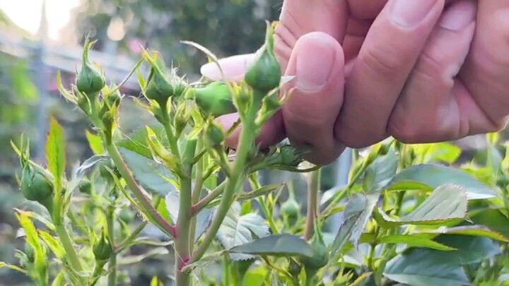 จะทำให้กุหลาบพันปีออกดอกพร้อมกันแบบจัดเต็มได้อย่างไร? เมื่อกิ่งหนึ่งมีตาดอกจำนวนมาก ให้ตัดตาดอกใหญ่ต