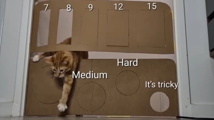 Kitty’s Hole-Crawling Challenge: Looks Like the Organizer Can’t Handle the Heat!