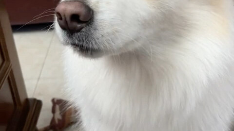 Mom, please let me go! — Chen Bella’s Collection of Foods She Doesn’t Like