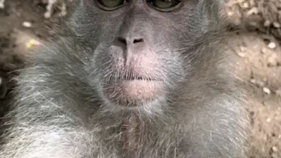monyet wibu