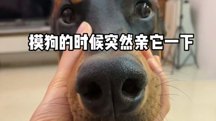 Đang vuốt chó thì bất ngờ hôn nó một cái~