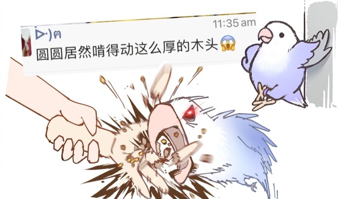 【Bola Talas Burung Kecil】Ayam-ayam ngemil? Kamu sama sekali nggak tahu seberapa kuat si Bulat!