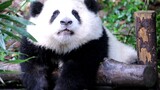 【Panda He Hua】Photos Taken at the Same Site at Different Times