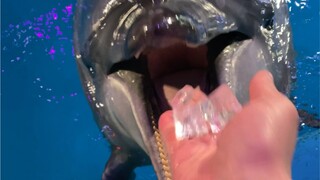 อาร์มานีช่างเป็นคนพูดมากจริงๆ กินปลาทีเดียวบ่นไม่หยุดเลย 😂