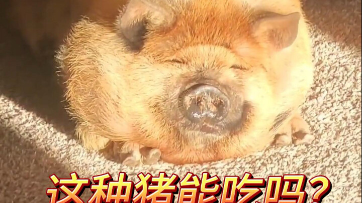 Is this kind of pig edible?