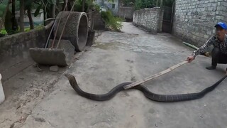 săn bắt ẩm thực vùng cao-Bà Lão 80 Tuổi Gào Thét Kêu Cứu Khi Bị Rắn Hổ Mang Chúa Khổng Lồ Tấn Công