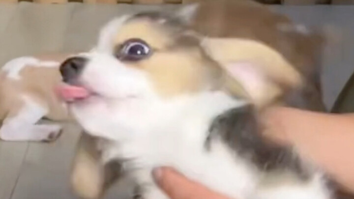 To be honest, the streamer is the most composed person in the whole livestream room!!