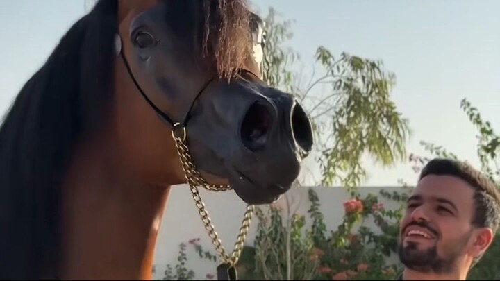 1 minuto animal - os cavalos mais caros do mundo - #animais