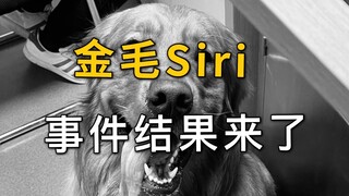 金毛Siri事件，结果来了