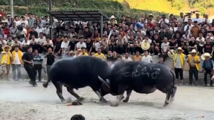 Tân vương ra đời, cựu vương sụp đổ; cuộc thi tàn khốc này khi nào mới có thể bị tiêu diệt đây?