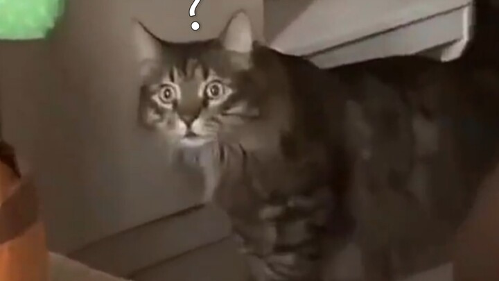 “What kind of dead silence?”